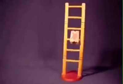 Cat ladder is best ladder