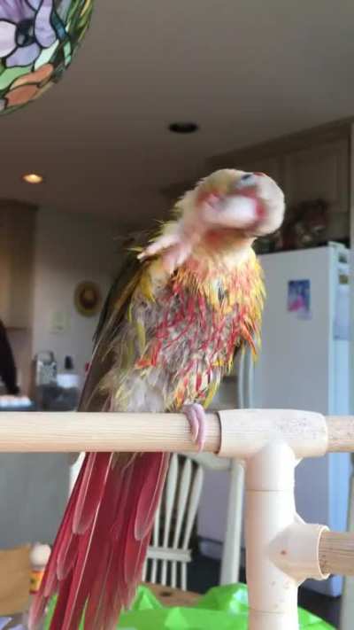 Amazing soggy Pip Pip preens!
