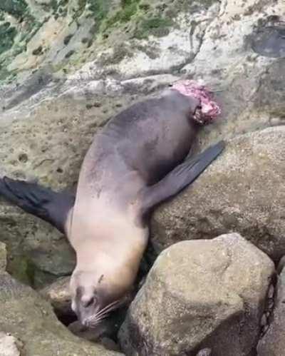 Orca survivor aftermath.
