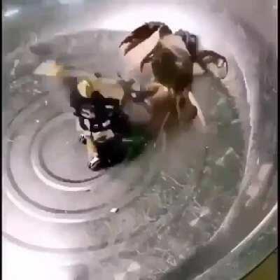 Mis padres luchando por mi custodia 😳🤘