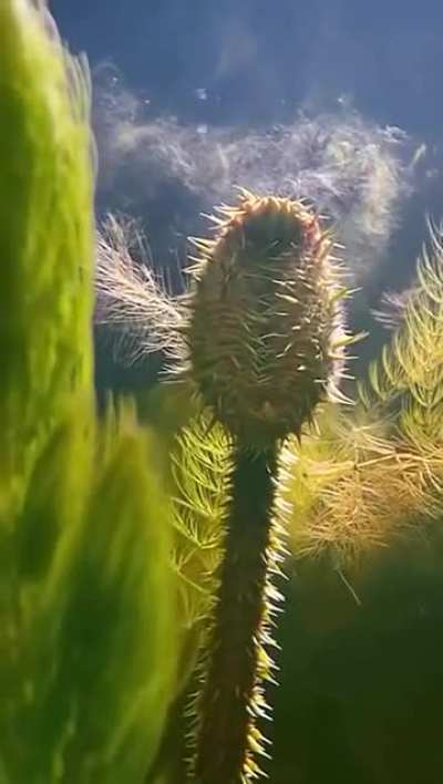 Did not know this about this type of plant