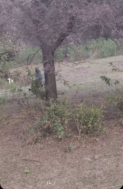A male Leopard attempts to bring down a Zebu bull, it was unsuccessful however.