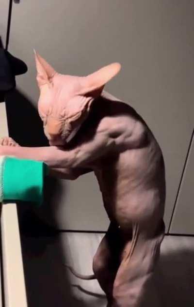 Hairless Cat Cleaning Itself