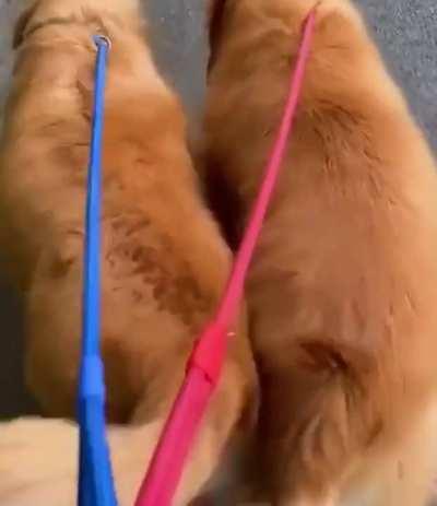 Almost synchronous couple