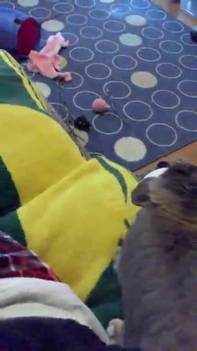 Gary, “My best fluff-and-stuff in motion.” (It’s way better in slow motion on my Instagram @garylops)