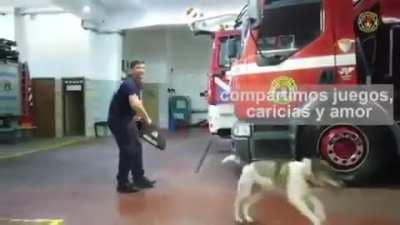 Los Bomberos de San Isidro despidieron con un emotivo video a su perrita Bombi, la hab&iacute;an rescatado y adoptado hace 18 a&ntilde;os.