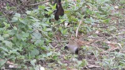 Drone malfunction caught on camera