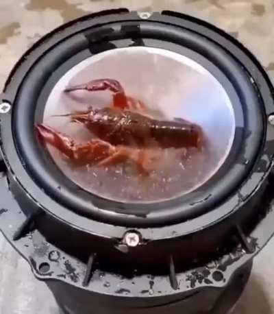 that poor crawfish :(