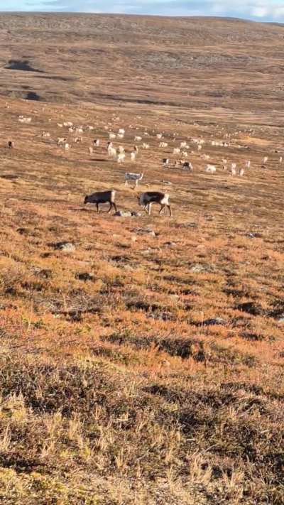 🔥 During the rut, when a female is in heat, a male will guard her from other males, but he will also make sure she doesn't leave until he has mounted her