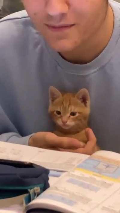 Kitty pretending to read