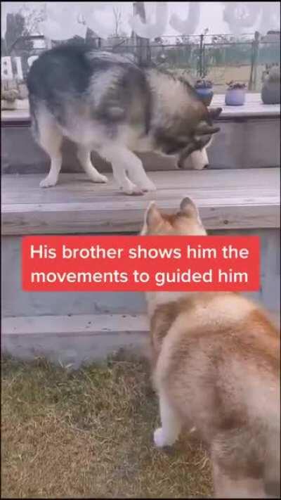 His brother guides him. God bless these dogs 🙏♥️🐶