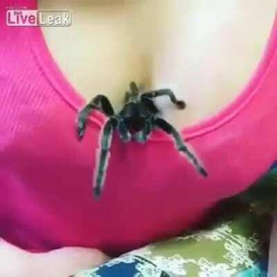 Сиськи с мохнаткой