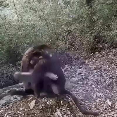 monke love ❤️💛❤️