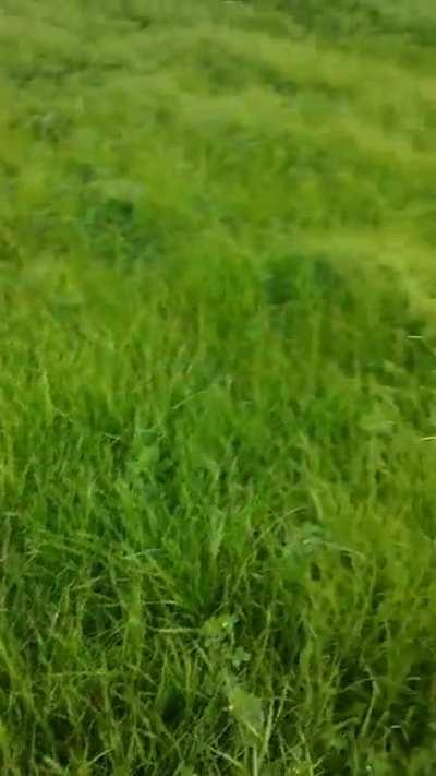 My small dog tried her best against the tall grass! Only stumbled a few times