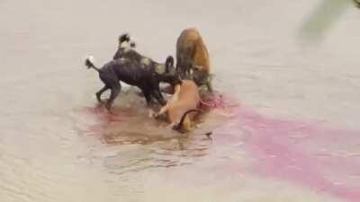 African Wild Dogs and a Spotted Hyena reluctantly sharing a meal