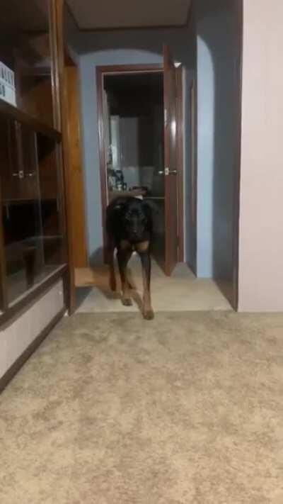 Just look his eyes...he is ghost dog..