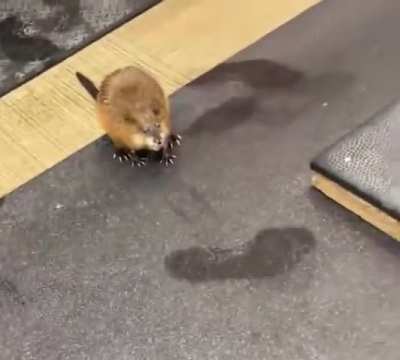 sir I am NOT backing up