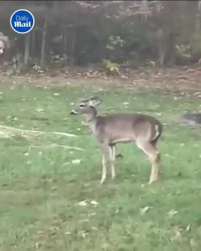 We laughed but Connor was right all along