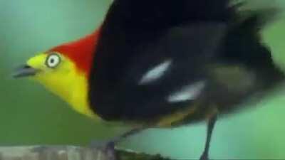 GETITGETITGETITGETITGETITGETIT, GURL