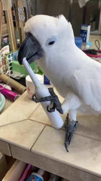 Brodie decided to show me how to properly brush my teeth - time for a replacement brush head