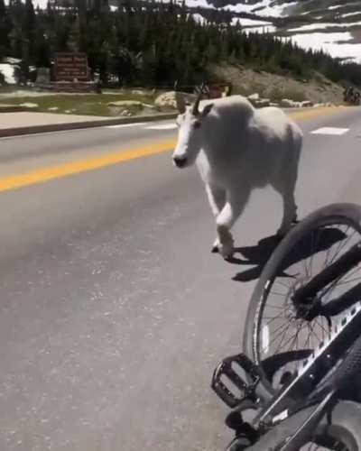 This absolute fucking UNIT of a mountain goat! 🐐