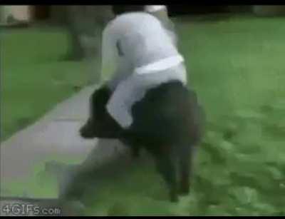 Sus scrofa domesticus cowboy