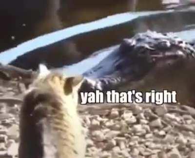 CATS ARE GONNA TAKE OVER THE WORLD