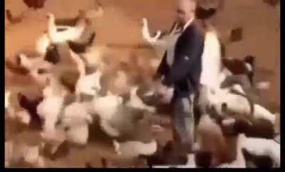 Farmer brown, King of Ducks, Geese, and Chicken