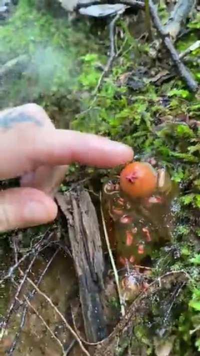 🔥 a firey red Calastoma cinnabarinum fungus and its spores