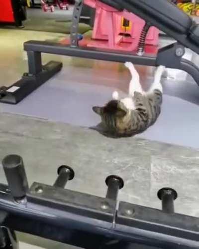 Cat bodybuilder.