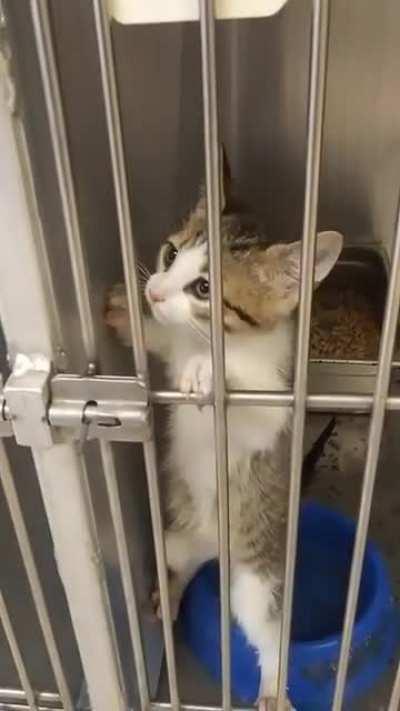 Came for a dog and left with him