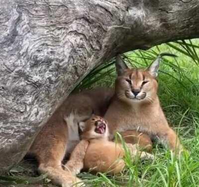 'meow too yawn like mommy.'