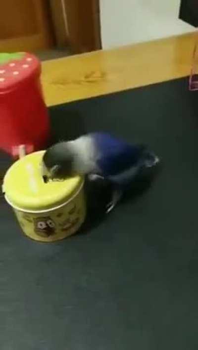 Smart bird