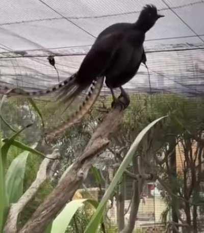 Австралийский лирохвост