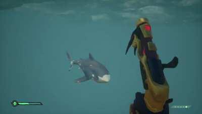 I just wanted shark meat :(