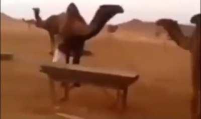 Dancing with the camels