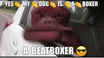 Cute doggo pupper drops a heckin good beat 🎵