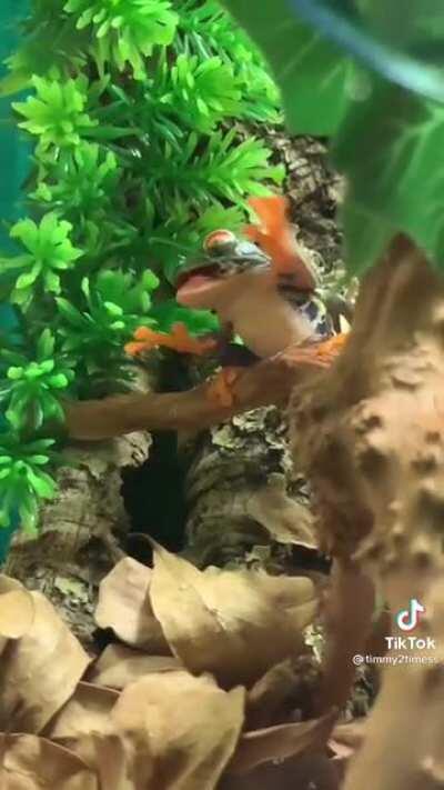 Thanks, I hate how frogs push their food down their throats.