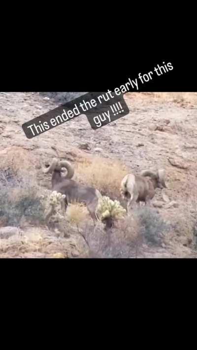 Bighorn Sheep gets Cholla cactus stuck on his balls