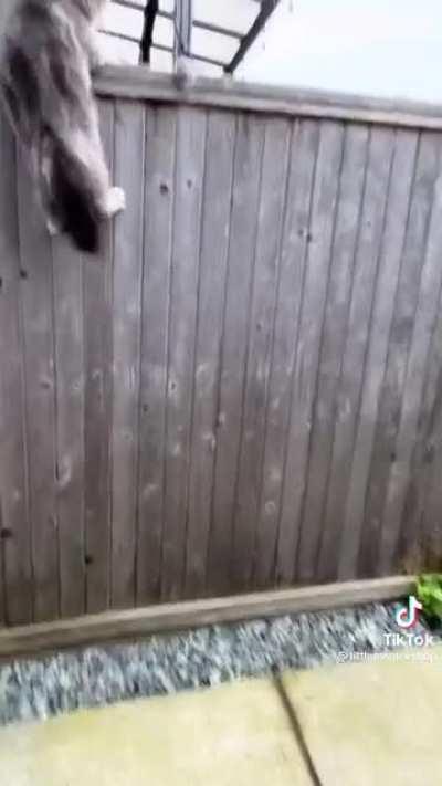 This was definitely a setup