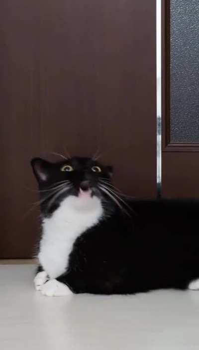 Weekly cat nice repost. One last Uni