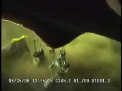 Massive 6-gill shark sighting