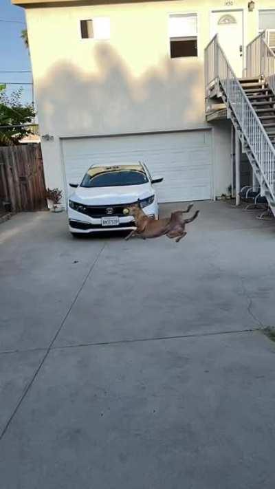 My usually graceful pup did not stick the landing this time.