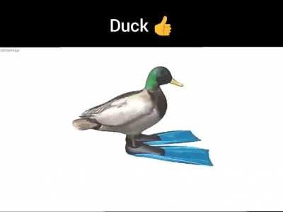 Duck 👍
