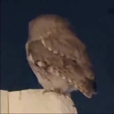 Look at this Owl...
