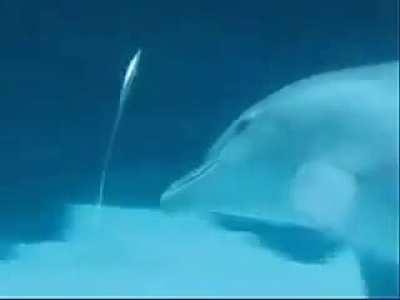 Dolphin making some kind of vortex under water and playing with it.