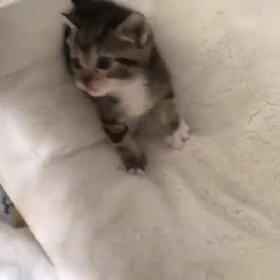 smol biscuits