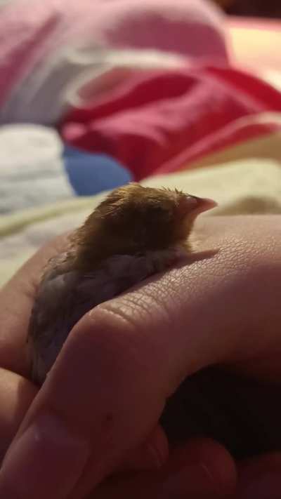 Little Hercules dozing off in my hand🫀