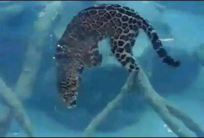 🔥 Underwater leopard