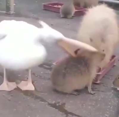 Un pelícano tratando de comer un capibara 